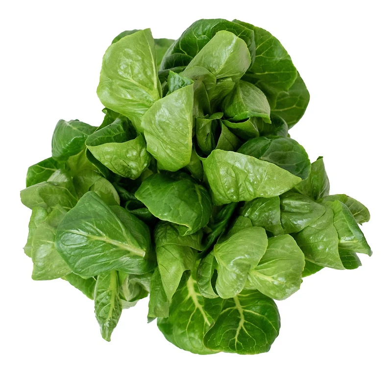 Inspired Greens Living Lettuce Crunchy & Sweet Romaine