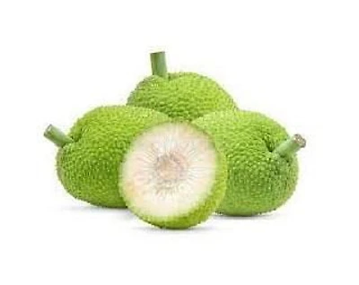 Breadfruit, Breadfruit