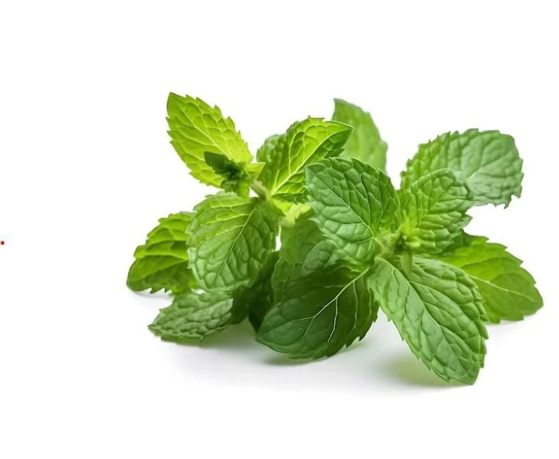 Menthe fraîche Vendu en botte