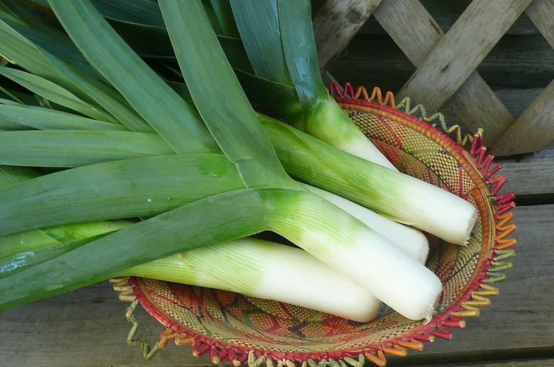 Leek, Sold in bunches
