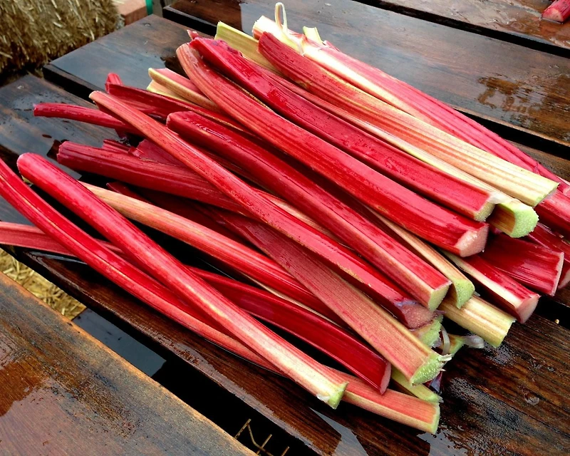 Rhubarbe fraîche Rhubarbe fraîche parée
