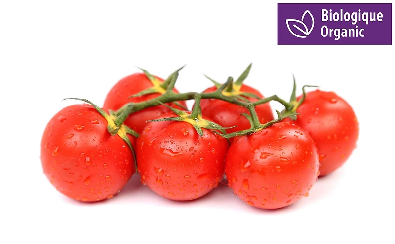 Tomates en grappe, biologiques