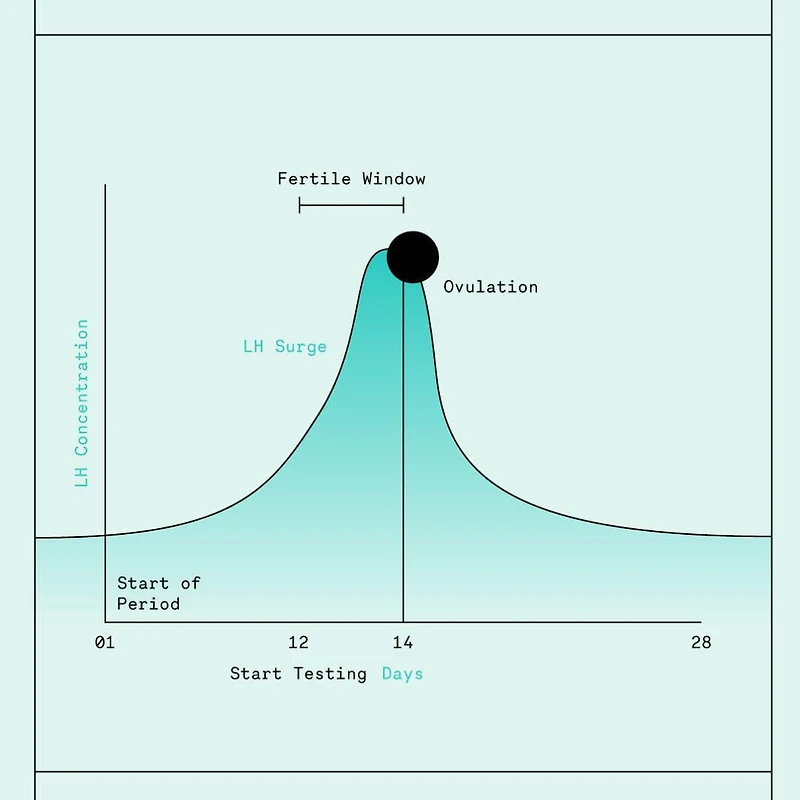 Bandelettes pour test d'ovulation Ovry® 10 épreuves