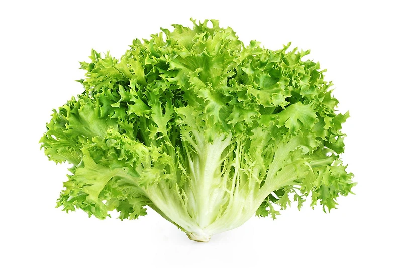 Laitue escarole