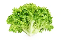 Laitue escarole