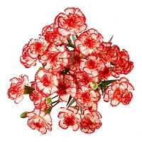 Mini œillets frais 50 cm