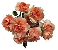Bouquet d'œillets miniatures frais assortis Le produit peut varier de l'image.
