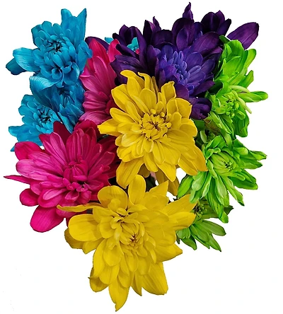 Marguerite teintée fleurs fraîches pour tous les jours. Le produit peut varier de l'image.