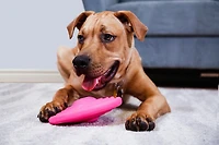 Hartz Dura Play Bacon Scented Squeak Disc Jouets pour chien pour toutes les tailles de chien