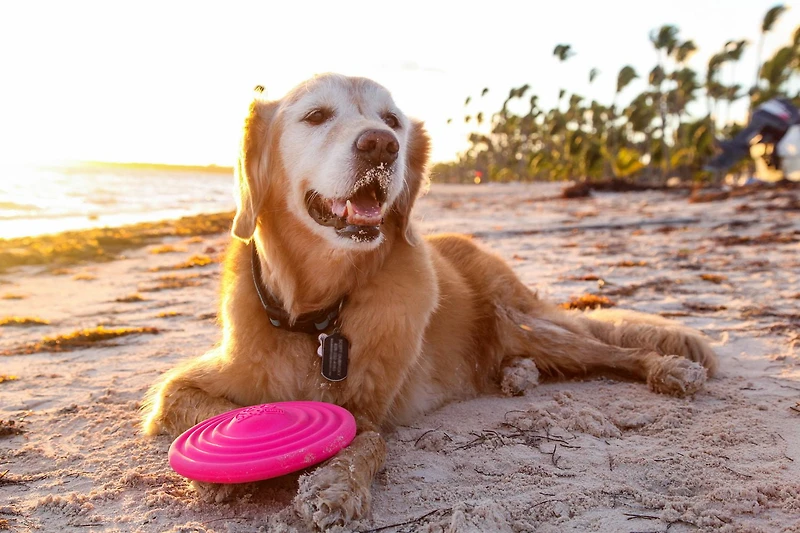 Hartz Dura Play Bacon Scented Squeak Disc Jouets pour chien pour toutes les tailles de chien