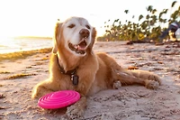 Hartz Dura Play Bacon Scented Squeak Disc Jouets pour chien pour toutes les tailles de chien