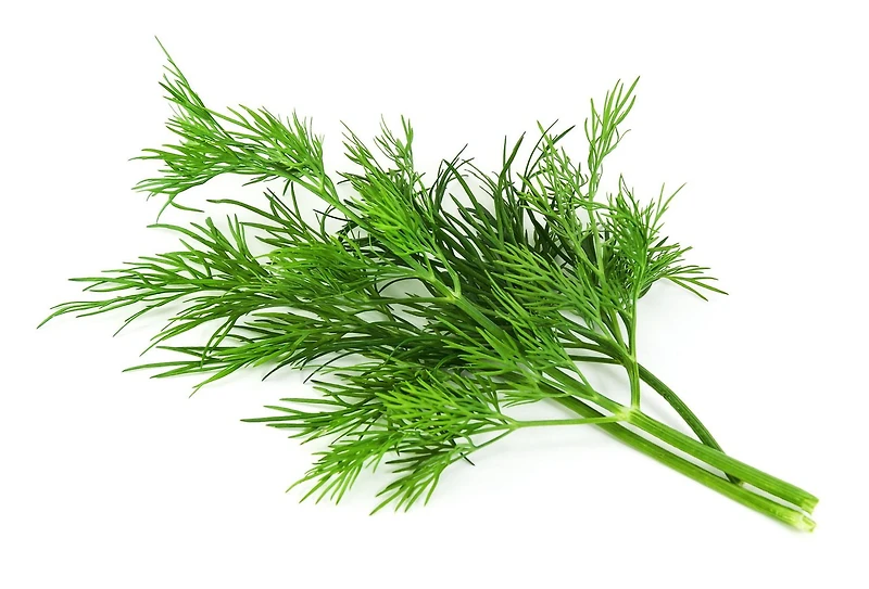 Aneth frais