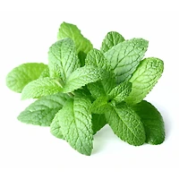 Mint, Fresh, Sold in bunches