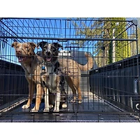 Caisse pour chien Lucky Dog Whisper Glide de 48 po à double porte coulissante