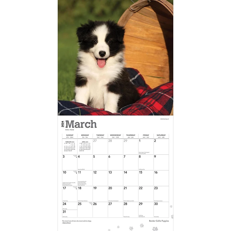 BrownTrout Border Collie Puppies 2024 12x24 Inch Square Wall Calendar, 9781975461850