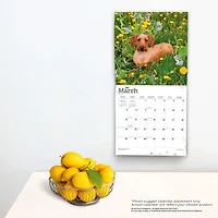 Dachshunds 2023 Square