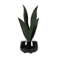 Plante serpent Kotera en pot ceramique