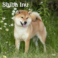 BrownTrout Shiba Inu 2024 12x24 Inch Square Wall Calendar, 9781975465001