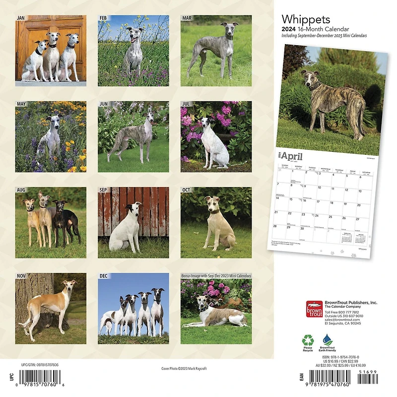 BrownTrout Whippets 2024 12x24 Inch Square Wall Calendar, 9781975470760