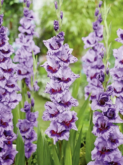TASC Flower Bulbs- Gladiolus Large Flowering Passos