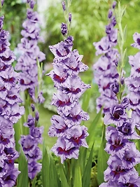 TASC Flower Bulbs- Gladiolus Large Flowering Passos