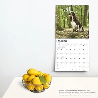 BrownTrout English Springer Spaniels 2024 12x24 Inch Square Wall Calendar, 9781975462666