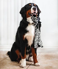 SPOT Skinneeez Extreme Jungle Zebra Stuffing Free Plush Tug Dog Toy