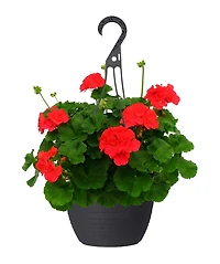 RAINBOW PFS 10 IN EVERYDAY HB ASSORTED COLOURS