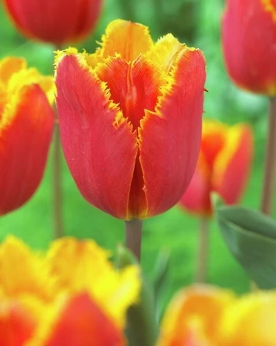 TASC Tulip Fringed Tiano