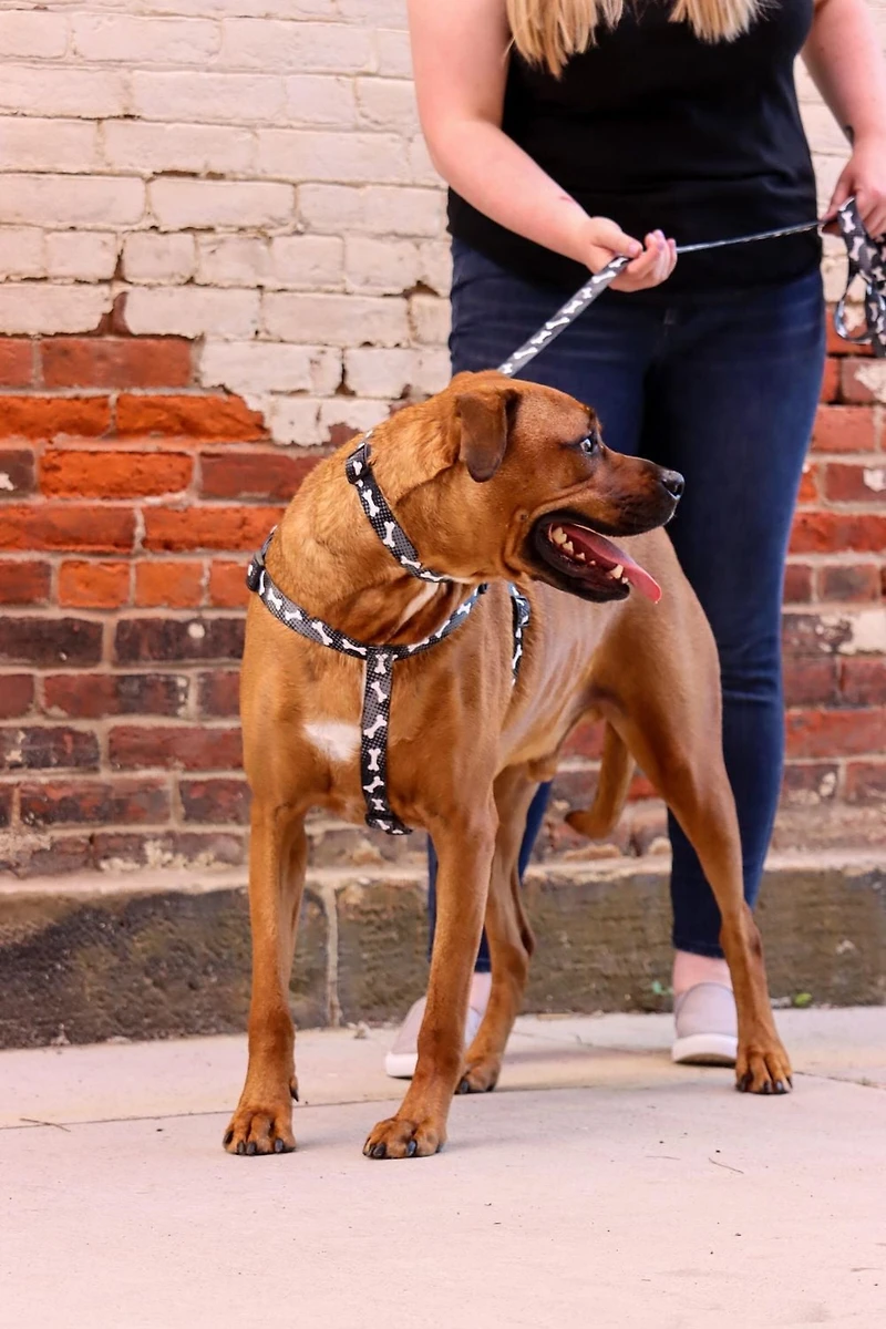 Pet Attire By Coastal Adjustable Black Bones Dog Collar, 1" x 18"-26"