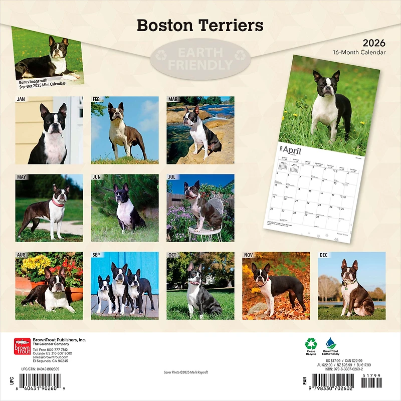 Terriers de Boston 2026 Carré