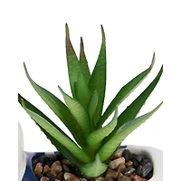 Anko Dachshund Mini Succulent