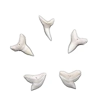 DK SHARK SCIENCE - FRENCH