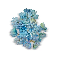 Succulent Picks Assortment
