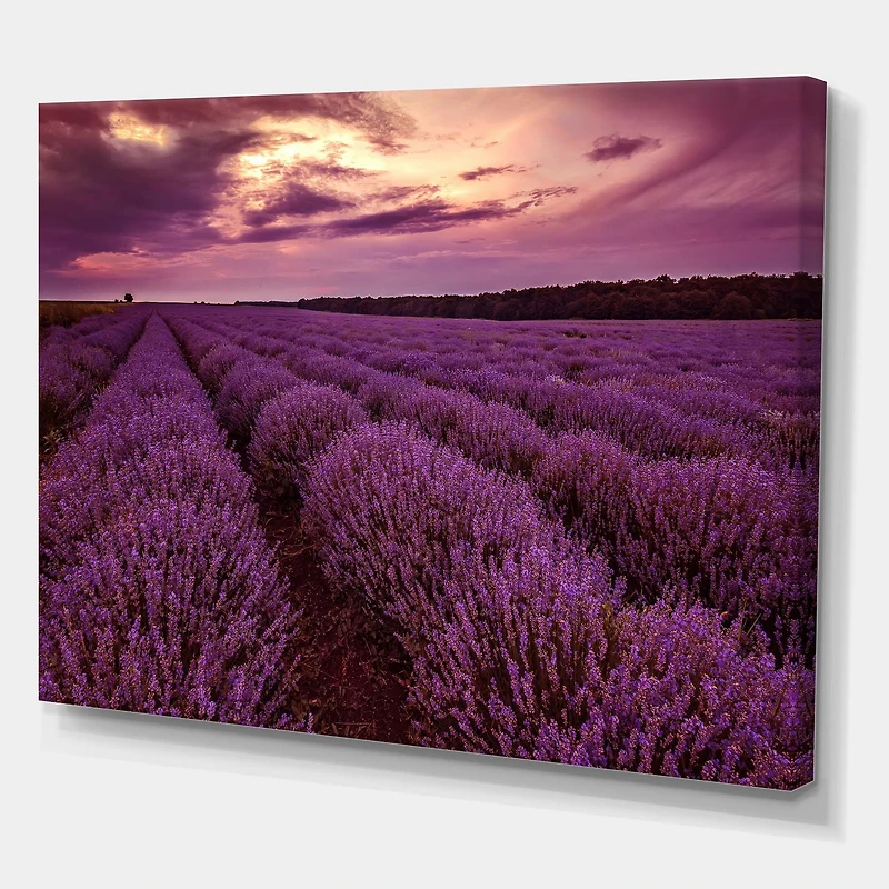 Designart Lever du soleil et nuages ​​dramatiques sur le champ de lavande III Art mural sur toile