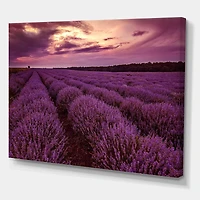 Designart Lever du soleil et nuages ​​dramatiques sur le champ de lavande III Art mural sur toile