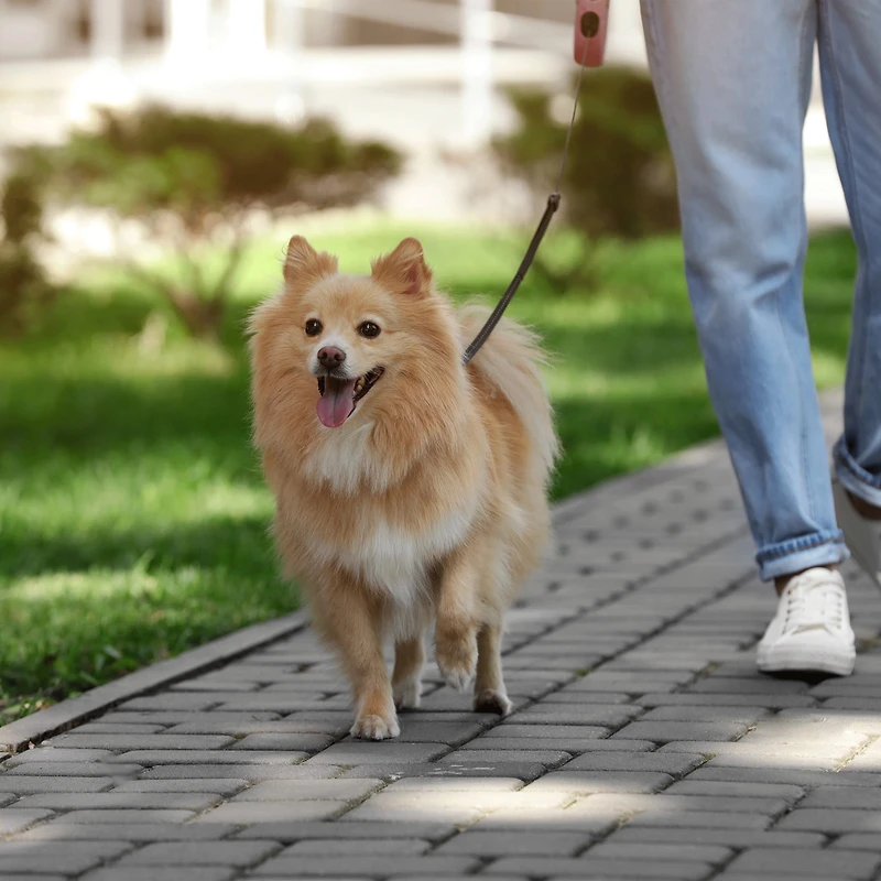 Perfect Solutions Duo Gobelet Et Bol Rétractable De Voyage Pour Animal Avec Bandoulière Ajustable