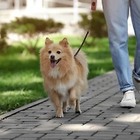 Perfect Solutions Duo Gobelet Et Bol Rétractable De Voyage Pour Animal Avec Bandoulière Ajustable