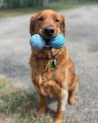 Chuckit! Medium Fetch Ball Dog Toy, 2.5" Ball Toy