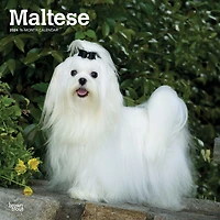BrownTrout Maltese 2024 12x24 Inch Square Wall Calendar, 9781975463830