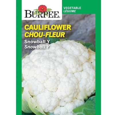Burpee Snowball Y Cauliflower