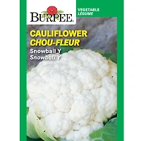 Burpee Snowball Y Cauliflower