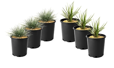 6 plants variés d’herbes, pot de 3,8 L (1 gal)