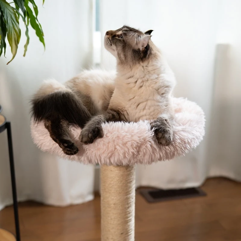 Le perchoir Blush – Arbre à chat à 1 niveau