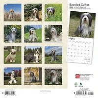 BrownTrout Bearded Collies 2024 12x24 Inch Square Wall Calendar, 9781975470654