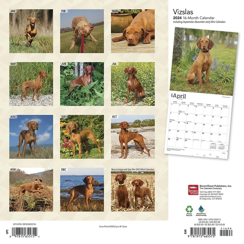BrownTrout Vizslas 2024 12x24 Inch Square Wall Calendar, 9781975465575