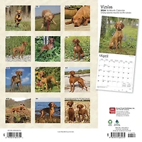 BrownTrout Vizslas 2024 12x24 Inch Square Wall Calendar, 9781975465575