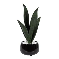 Plante serpent Kotera en pot ceramique