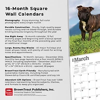 BrownTrout Staffordshire Bull Terriers 2024 12x24 Inch Square Wall Calendar, 9781975465193