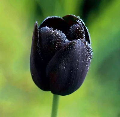TASC Tulip Flower Bulbs-Tulip Single Late Queen of Night  (20 Bulbs)
